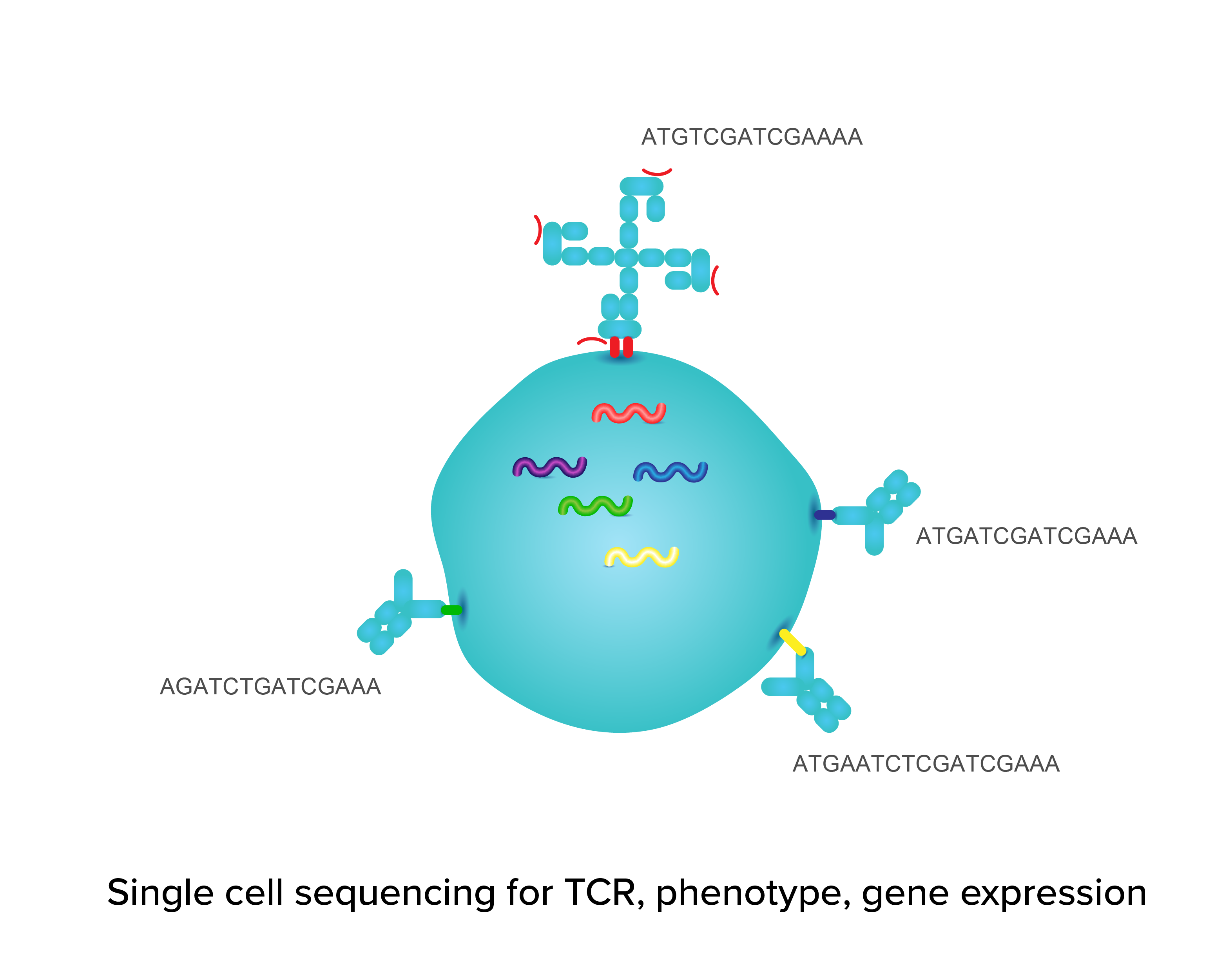 TCR Antigen Profiling